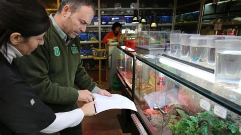 Torrevieja quiere prohibir la venta de animales en tiendas