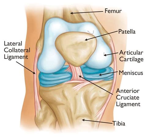 Total Knee Replacement   OrthoInfo   AAOS