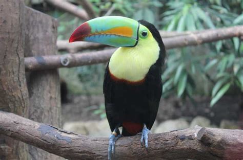 Toucan Facts And Information For Kids With Pictures & Video