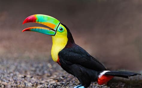Toucan tropical exotic colored birds colorful beak yellow ...