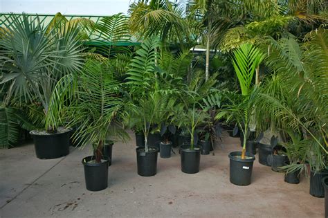 Tour of Jungle Music Palms, Cycads & Tropical Plants