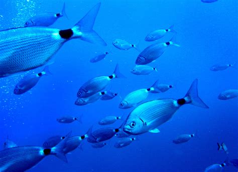 Toxic pollutants found in fish across the world s oceans ...