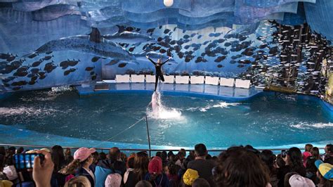 Trabajadores del Zoo piden que los delfines se queden en ...