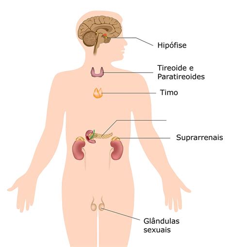 Trabalho de Biologia: Sistema Endócrino