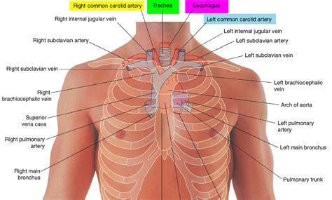 Trachea   Anatomy & Function   Trachea and Esophagus Location