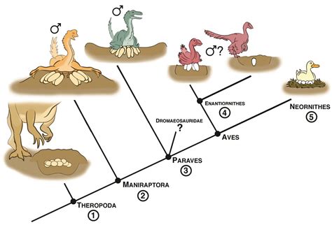 Tracing the evolution of bird reproduction