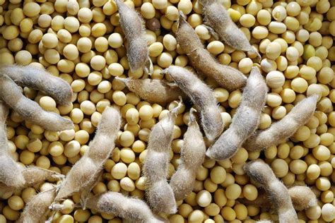 Trade’s outlook for U.S. soybeans bearish on canola ...