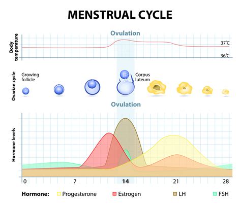 Training & Recovery During Your Menstrual Cycle