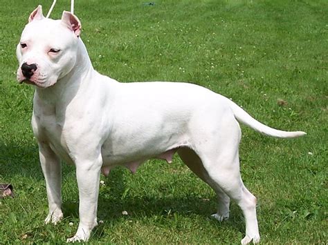 Traits and Temperament   American Staffordshire Terrier