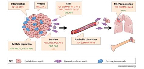 Transcriptional control of cancer metastasis: Trends in ...