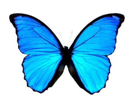 transparent butterflies | Tumblr