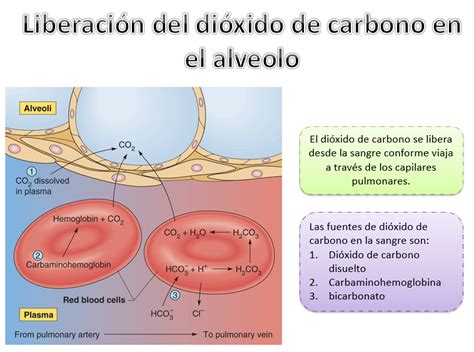 Transporte de dióxido de carbono y regulación del pH ...