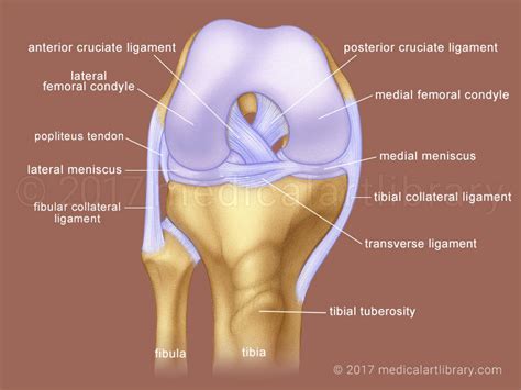 Transverse Ligament Of Knee | www.pixshark.com   Images ...