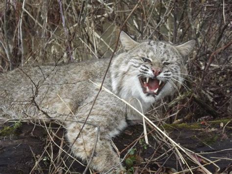 Trapping, A Bobcat by a Stream   YouTube