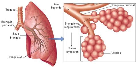 Tráquea, bronquios, bronquiolos y alvéolos | YouBioit.com