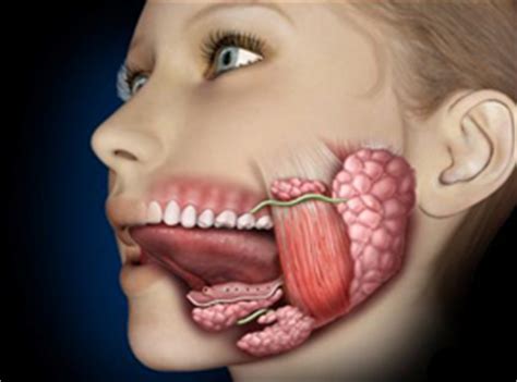 Trastornos de las glándulas salivales   Noticias odontoespacio