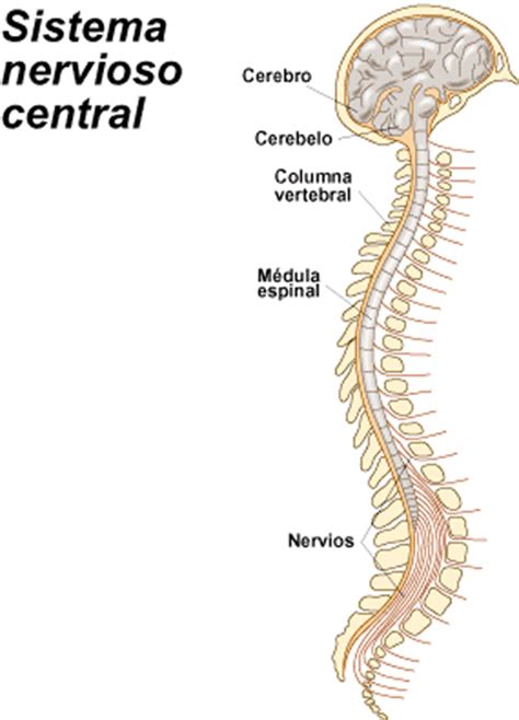 Trastornos en el sistema nervioso central Icarito