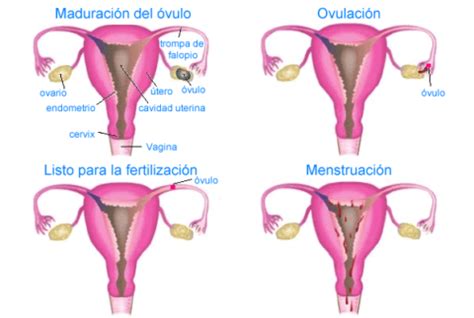 Trastornos en la menstruación: causas, tipos y ...
