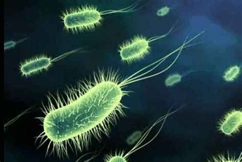 Tratamiento Para Eliminar el Helicobacter Pylori | Como ...