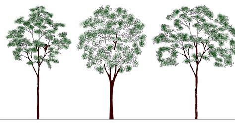 Tree CAD Blocks   Elevation   Tree 3 m   001   Free 2D/ 3D ...