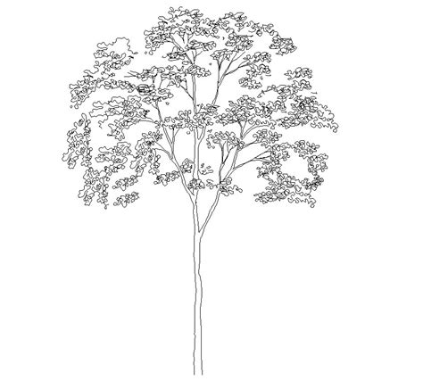 Tree elevation CAD symbol   cadblocksfree  CAD blocks free