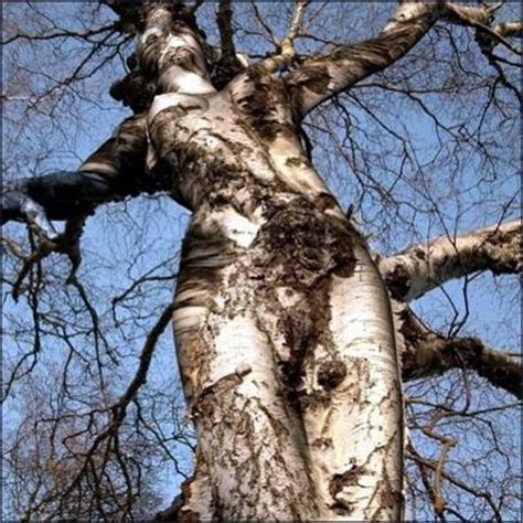 trees that look like people   Google Search | Trees ...
