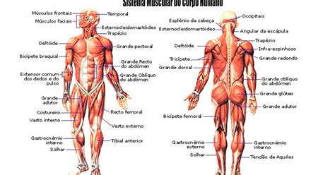 Treino e Ação: O sistema muscular do corpo humano