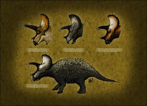 Triceratops species by TheJuras on DeviantArt