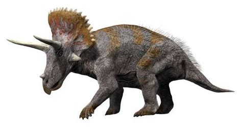 Triceratops   Wikipedia