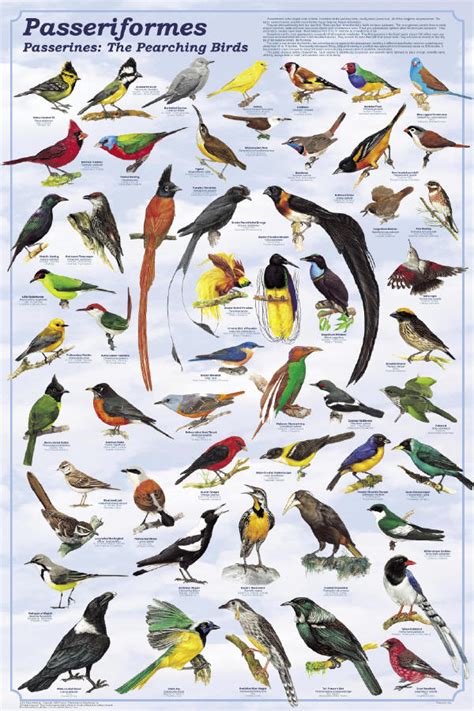 Trinos de aves y evolución | Biología | Naukas