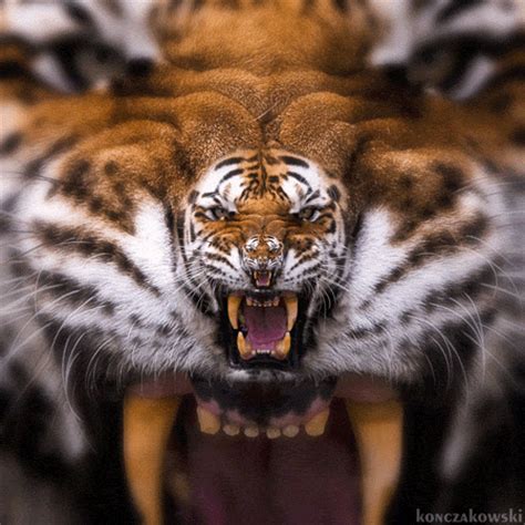 trippy tiger | Tumblr