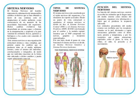 Triptico sistema nervioso