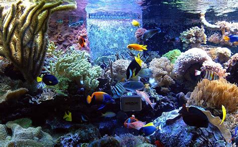 Tropical Aquarium Fish