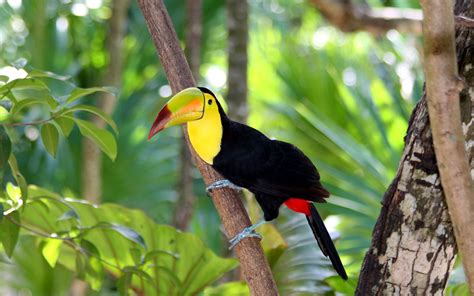 Tropical bird / 2560 x 1600 / Animals / Photography ...