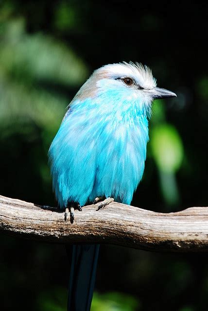 Tropical bird | Beautiful birds | Pinterest