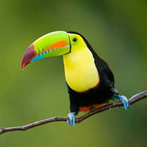 Tropical bird | Colorful Birds! | Pinterest