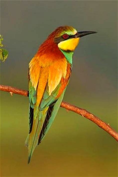 Tropical Bird iPhone Wallpapers/iPhone Backgrounds/iPod ...