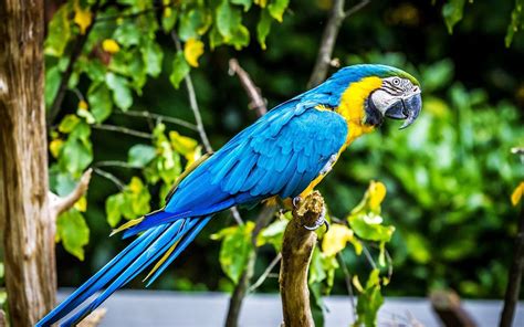 Tropical Bird Macaw Parrot Hd Wallpaper 74920 ...
