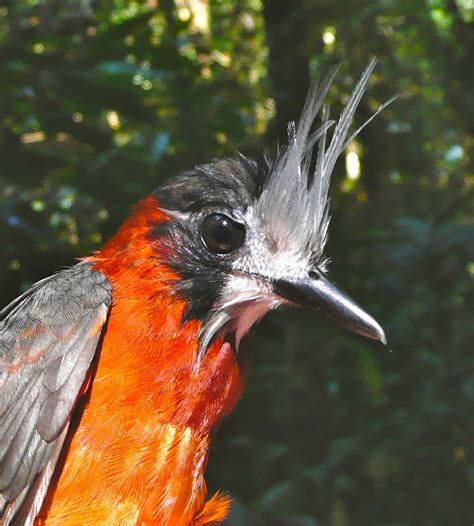 Tropical birds return to harvested rainforest areas in ...