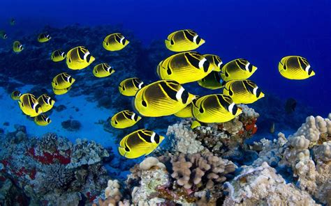Tropical fish 1920x1200 Wallpapers, 1920x1200 Wallpapers ...
