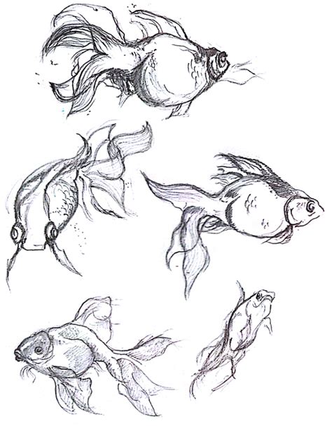 Tropical Fish Drawing In Pencil