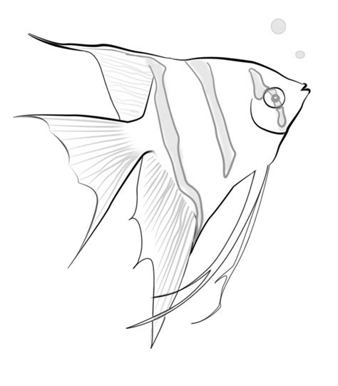 Tropical Fish Drawings
