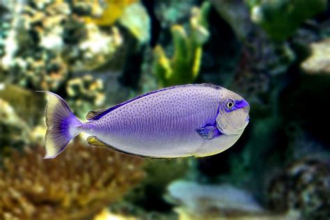 Tropical Fish Free Stock Photo   Public Domain Pictures