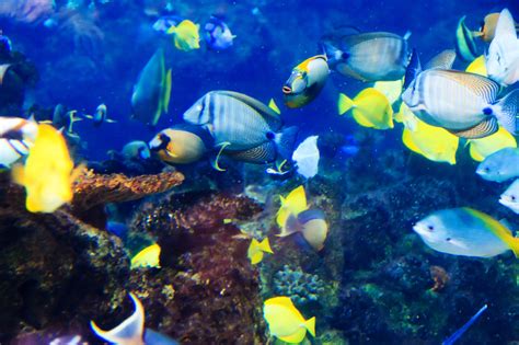 Tropical Fish Underwater Free Stock Photo   Public Domain ...