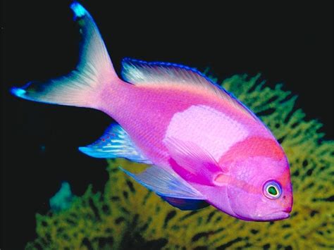 Tropical Fish | Wild Life Animal