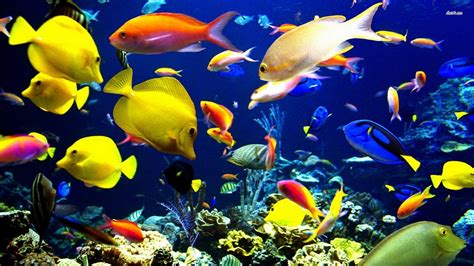 Tropical Fish Wonderful Natural Color Design   World Visits