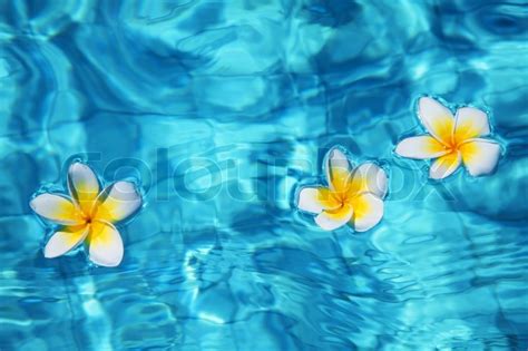 Tropical frangipani flower floating in blue water | Stock ...