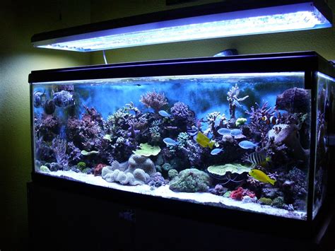 Tropical Freshwater Aquarium Fish Compatibility | Aquarium ...