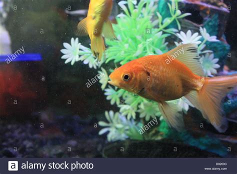 Tropical Freshwater Aquarium Fish