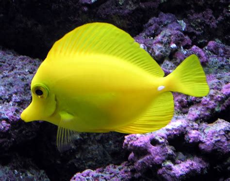 Tropical freshwater aquarium fish pictures   Just for Sharing